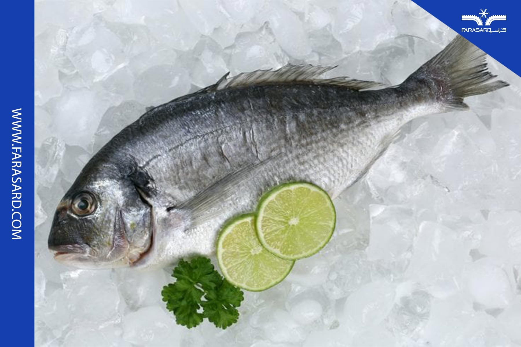 03 1 2 ماهی به دلیل طعم بی نظیر و مواد مغذی فراوان، یک جزء جدا نشدنی از سفره است