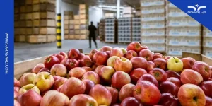 سردخانه سیب و روش نگهداری سیب در سردخانه