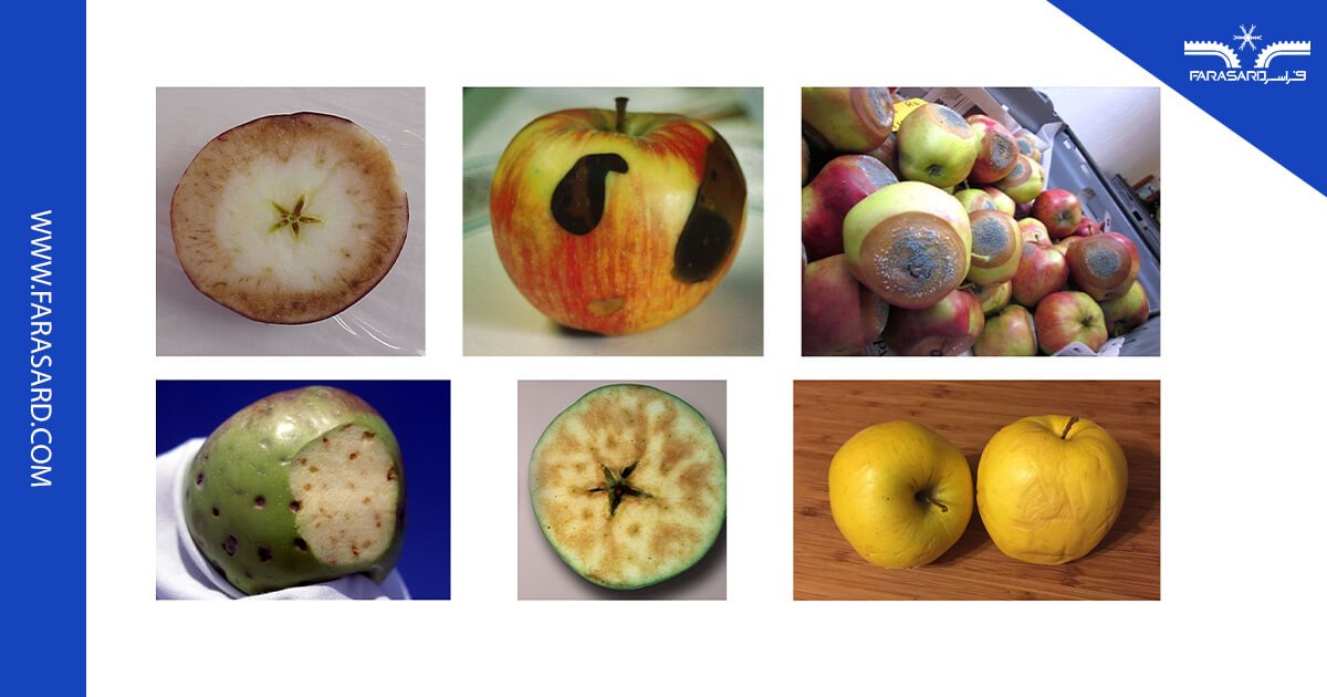 نمونه برداری به منظور کنترل عوارض سیب در سردخانه سیب