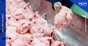 سردخانه مرغ منجمد | طراحی سیستم برودتی کشتارگاه و فرآوری مرغ