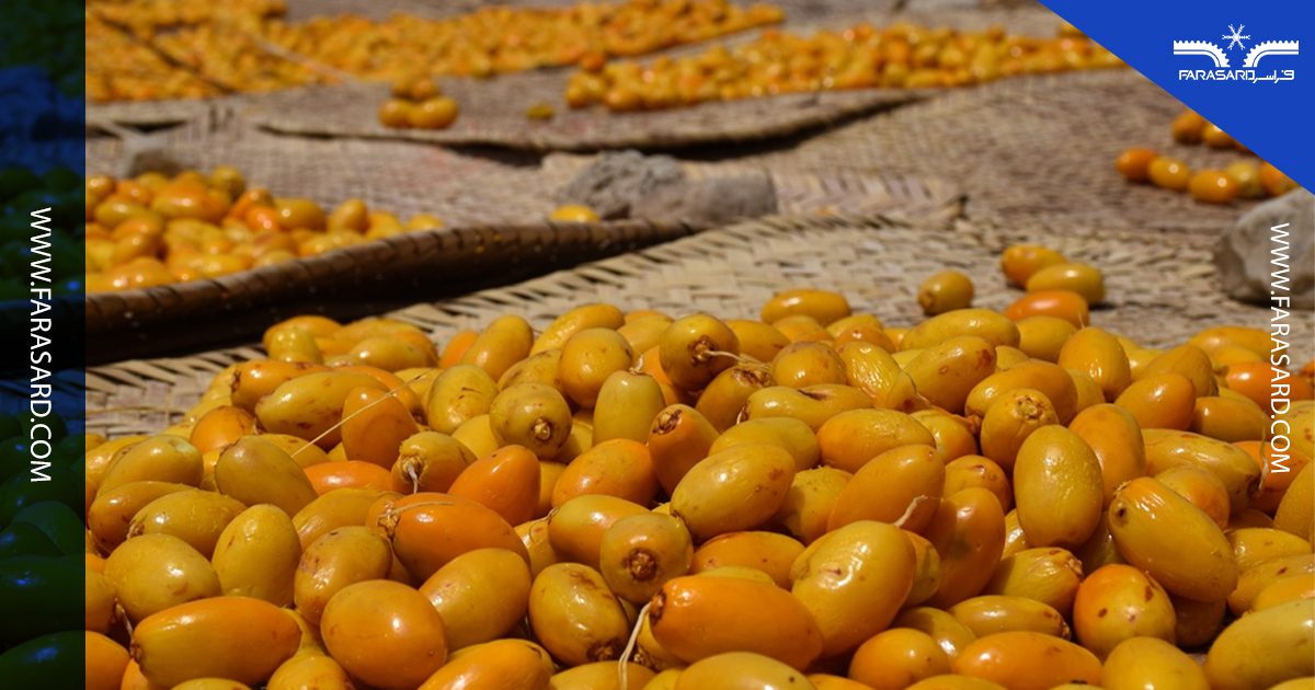 date cold storage 002 1 شرایط نگهداری خرما در سردخانه