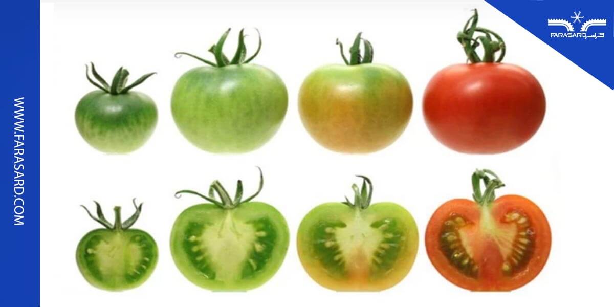 اصول برداشت گوجه فرنگی