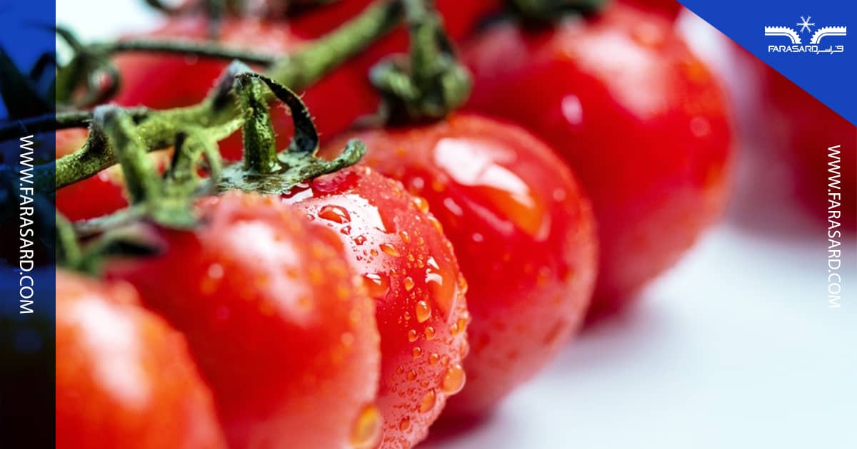 انتخاب دمای مناسب برای سردخانه گوجه‌ به چه عواملی بستگی دارد؟