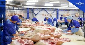 اتاق پیش سرد کشتارگاه یا سردخانه پیش سرد کن