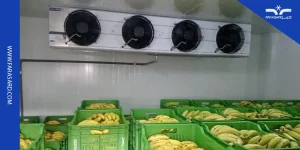 آشنایی با سردخانه موز و نکات طلایی نگهداری موز در سردخانه