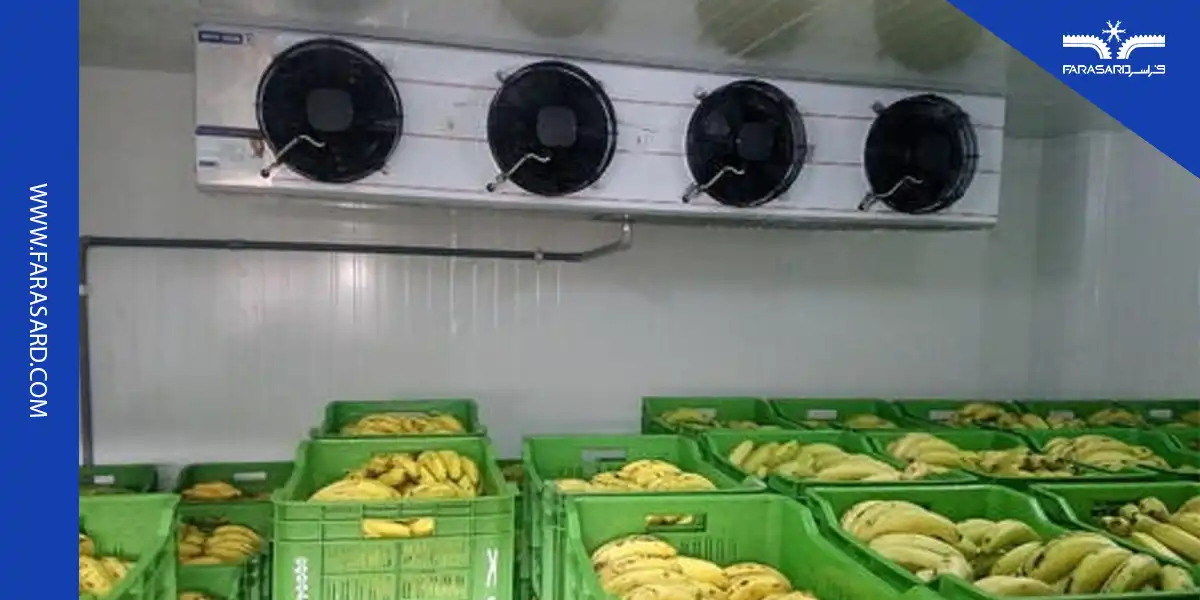 آشنایی با سردخانه موز و نکات طلایی نگهداری موز در سردخانه