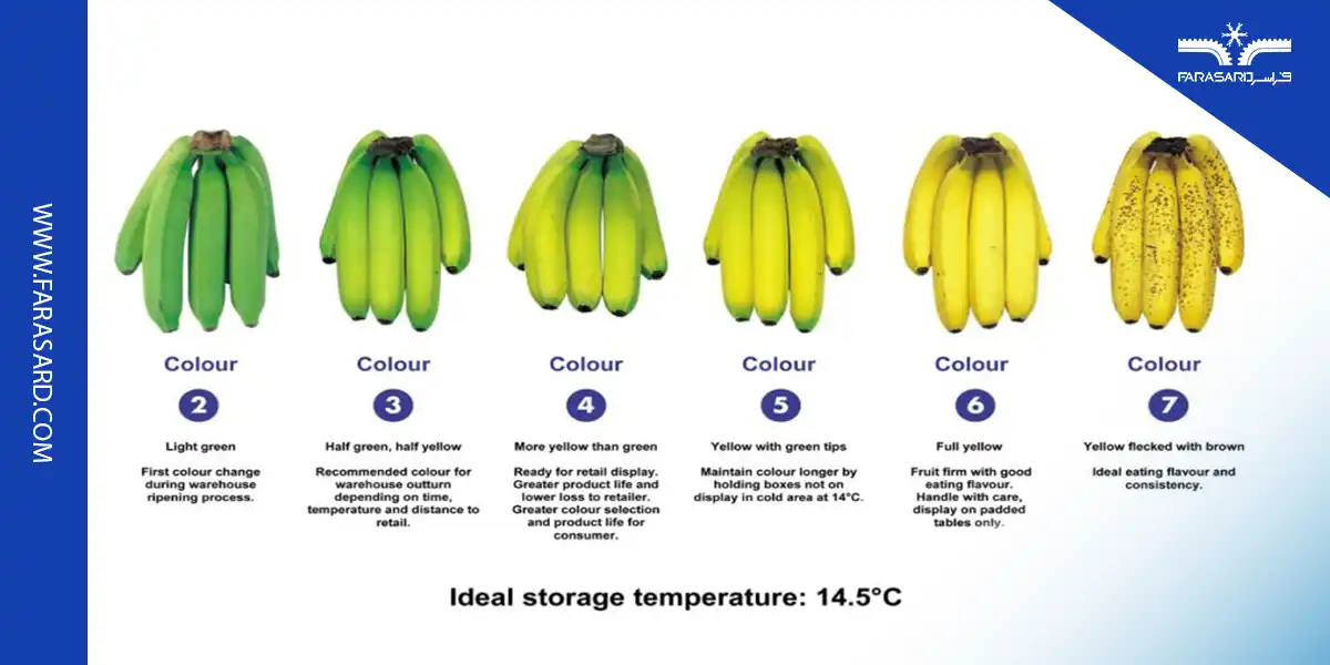 ویژگی های سردخانه موز