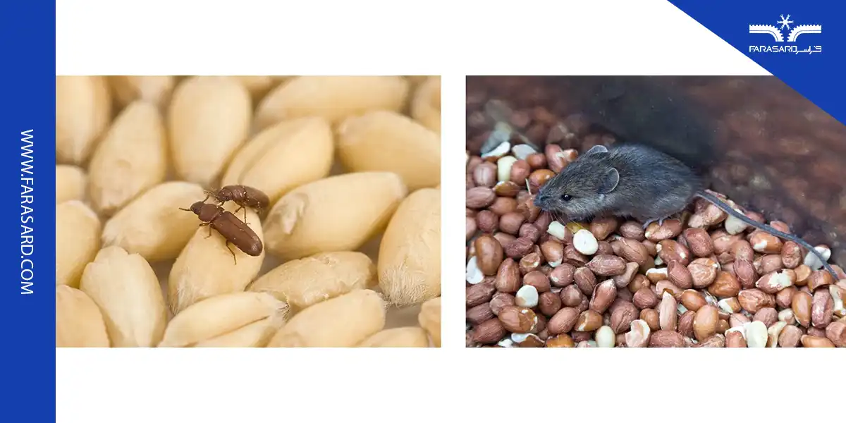 nuts and dried fruit cold storage 06 5 محافظت در برابر جوندگان و حشرات