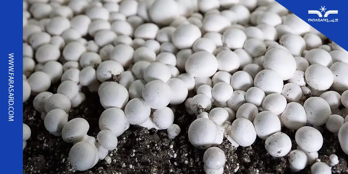 چیلر پرورش قارچ و نکات تهویه مطبوع سالن های پرورش قارچ