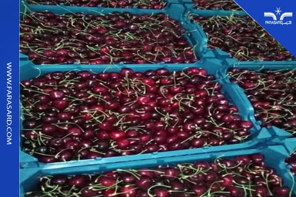 مراحل انتقال گیلاس به سردخانه