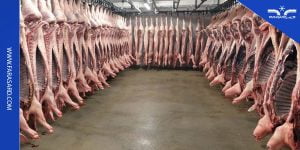 نکات لازم سردخانه پروتئینی