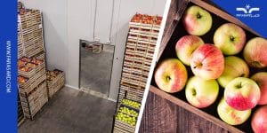 کپک زدن سیب در سردخانه