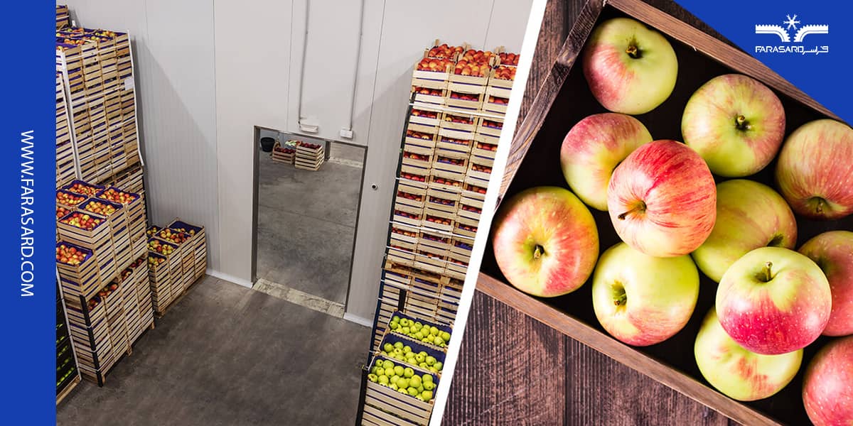 کپک زدن سیب در سردخانه