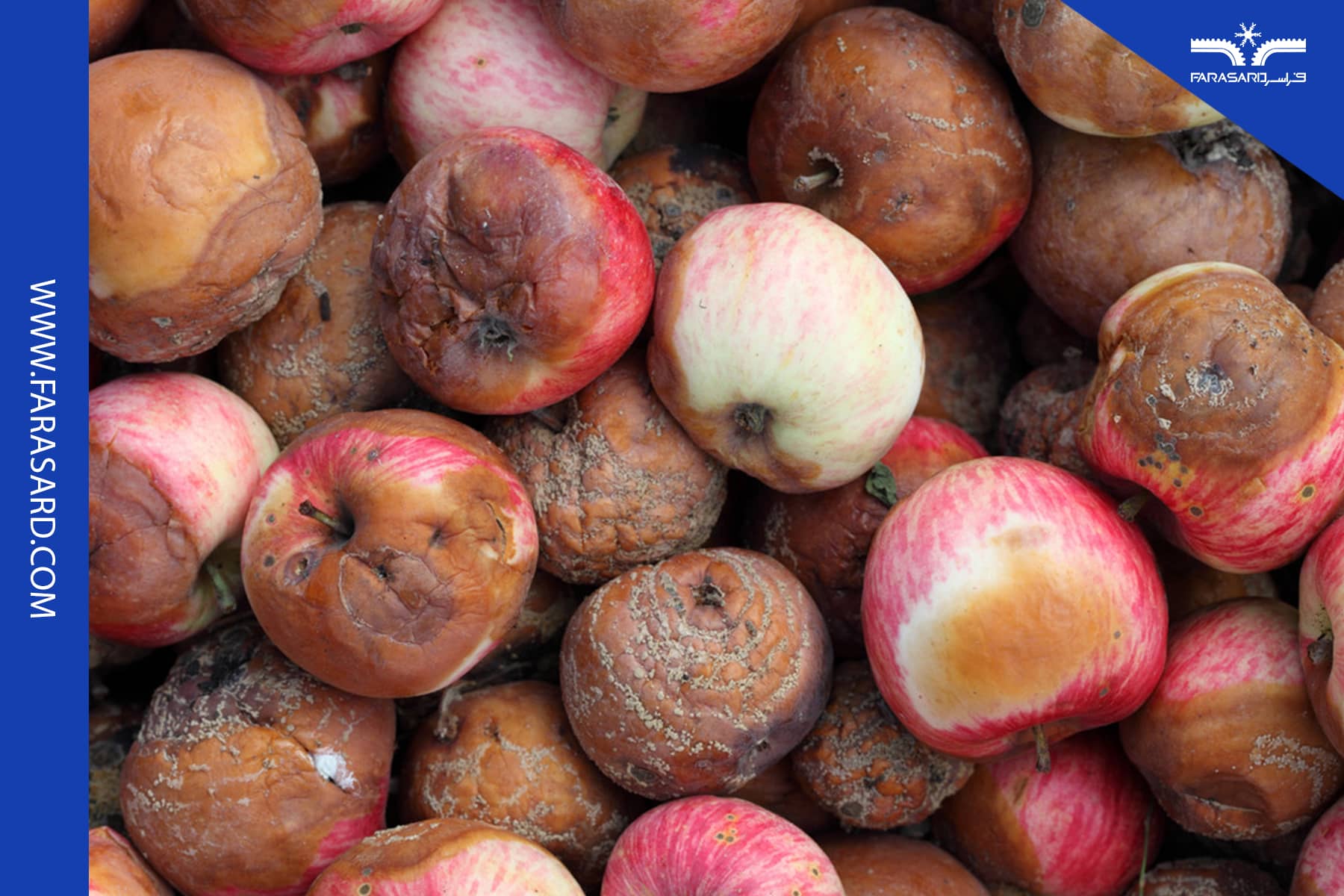 apple mold in cold storage 2 1 مهم ترین علل کپک زدن سیب در سردخانه