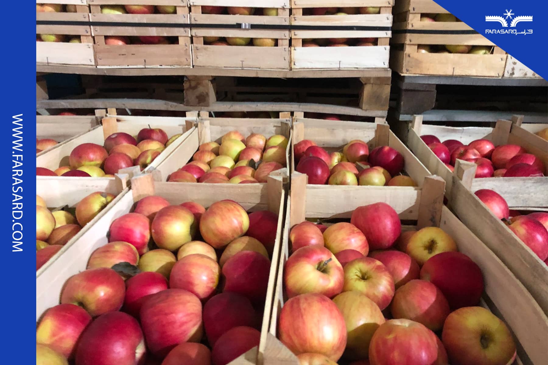 apple mold in cold storage 3 2 جلوگیری از کپک زدن سیب در سردخانه