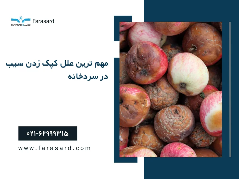 مهم ترین علل کپک زدن سیب در سردخانه